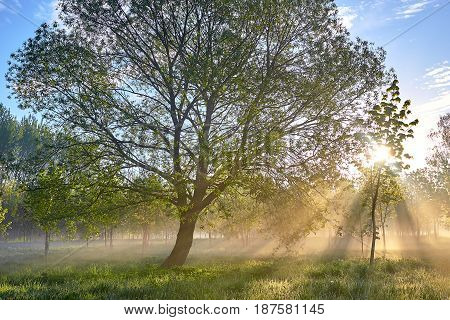 Two trees Sun beams through tree and morning blue sky amazing morning and Dew on the grass