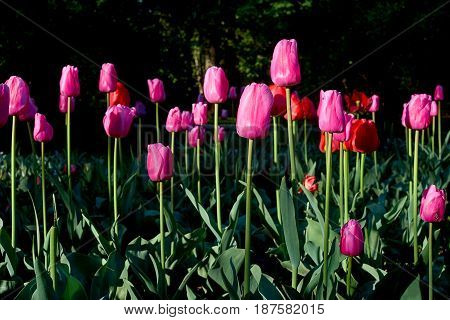 Sunrise red and purple tulips with green leafs