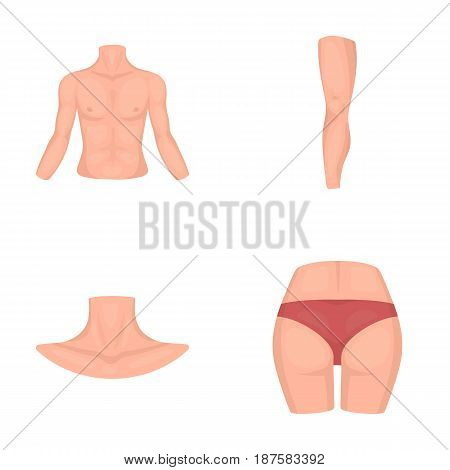 Torso, leg, neck and buttocks. Body parts set collection icons in cartoon style vector symbol stock illustration .