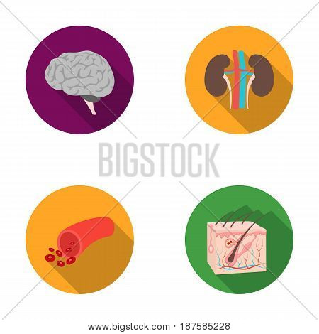 Brain, kidney, blood vessel, skin. Organs set collection icons in flat style vector symbol stock illustration .