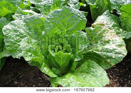 Fresh cabbage leaves leaf vegetable salad growing in garden bed