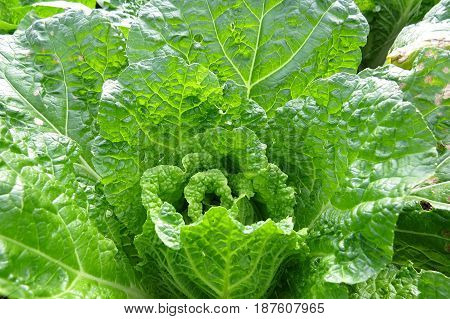 Fresh cabbage leaves leaf vegetable salad growing in garden bed
