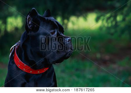 The dog breed italiano cane corso on a green grass