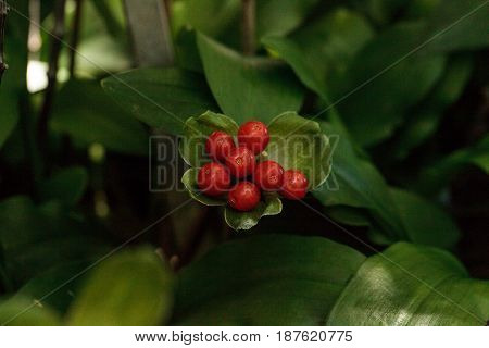Blood Lily Haemanthus Puniceus Berries