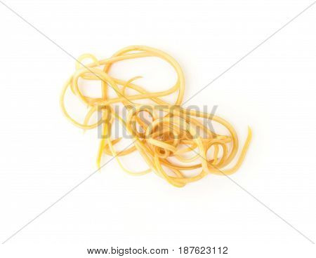 Helminthiasis Toxocara canis (also known as dog roundworm) or parasitic worms from little dog on white background Pet health care concept