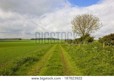 Minster Way With Ash Tree