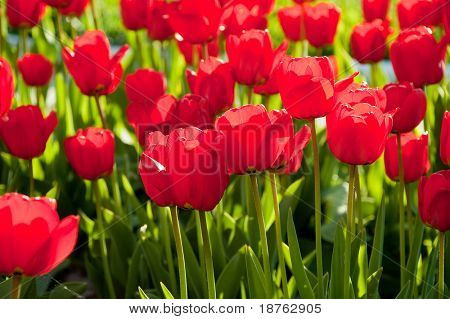 červená jarní tulipány nízký úhel