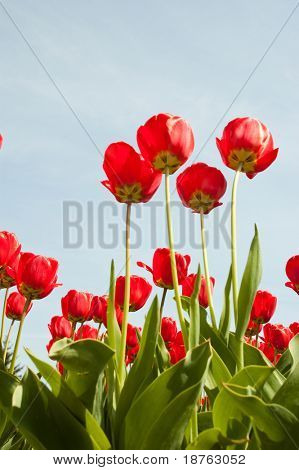 červená jarní tulipány