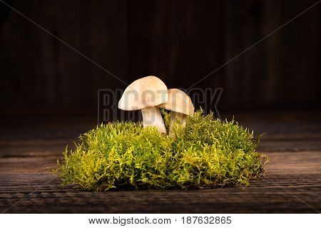 Fresh Calocybe Gambosa On The Green Moss