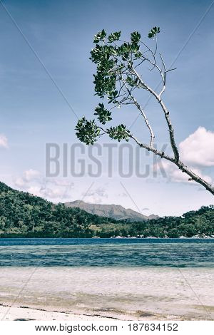 In The Beautiful  Island Cosatline And Tree