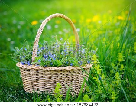 Veronica Flowers (veronica Chamaedrys) In A Basket On The Grass