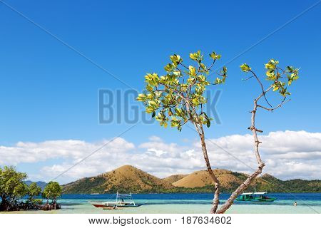 In The Beautiful  Island Cosatline And Tree