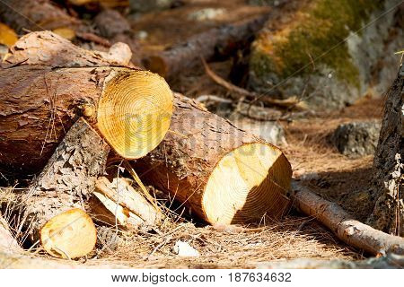 In The Forest Some Cut Trees And Neddles