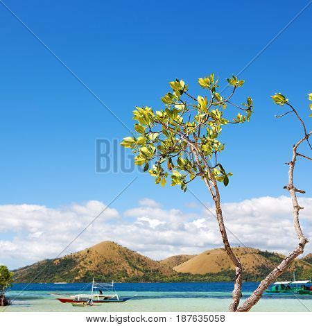 In The Beautiful  Island Cosatline And Tree