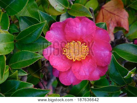 Beautiful Flower Of Camellia Sasanqua At Garden