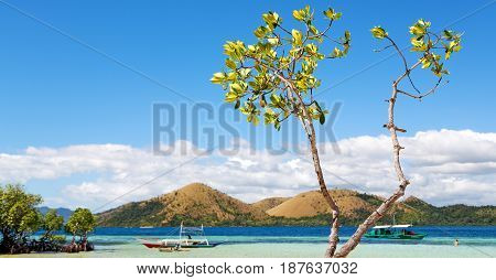 In The Beautiful  Island Cosatline And Tree