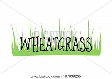 Wheatgrass logo organic natural wheat, fresh food, plant green, herbal juice, vegan vitamin, detox seed, health, isolated. Grass freshness, healthy diet, agriculture vector. Antioxidant grow