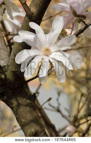 A White Flower Of Stellate Magnolia Blossomed On The Branch