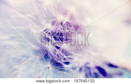 The Dandelion Fluff