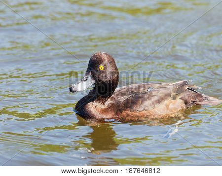 Female Tufted Duck with drops of water - Aythya fuligula