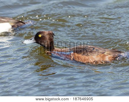 Female Tufted Duck with drops of water - Aythya fuligula