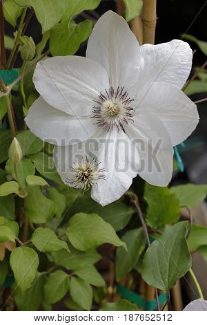 A Large White Flower Clementis In A Garden