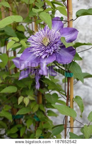 A Large Purple Flower Clementis In A Garden