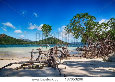 In The Beautiful  Island Cosatline And Tree