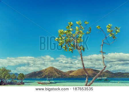 In The Beautiful  Island Cosatline And Tree