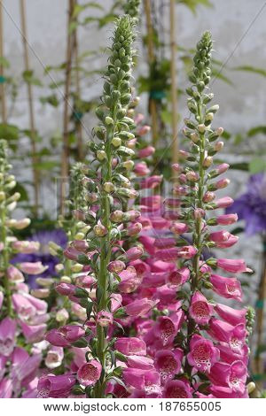 A Colorful Digitalis Plant Has Bloomed In The Garden