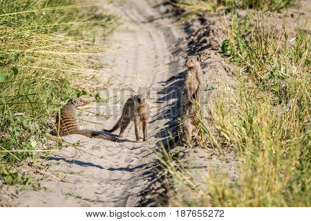Three Banded Mongooses On The Road.