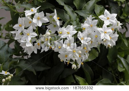 An Anemone Narcissiflora Plant With White Flowers