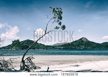 In The Beautiful  Island Cosatline And Tree