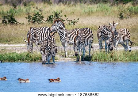 Group Of Zebras Drinking In Chobe.