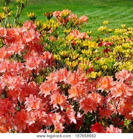 Bushes blooming rhododendron against the green lawn
