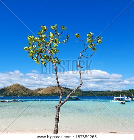 In The Beautiful  Island Cosatline And Tree