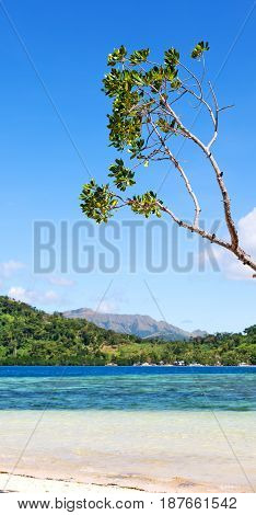 In The Beautiful  Island Cosatline And Tree