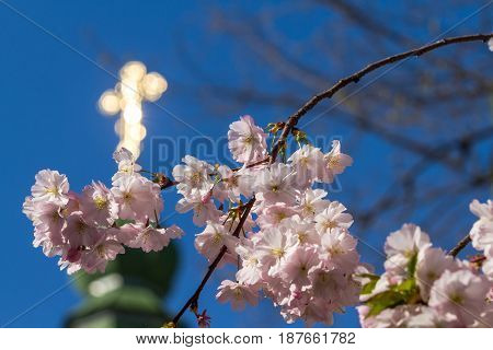 Sakura flowers only blossomed in spring on a tree Against the background of the Christian church with a dome and a Christian cross in the city of Mukacheve Ukraine