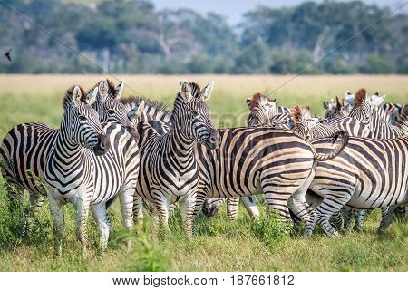 Group Of Starring Zebras In The Grass.