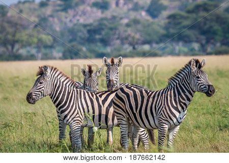 Group Of Starring Zebras In The Grass.