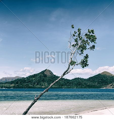 In The Beautiful  Island Cosatline And Tree