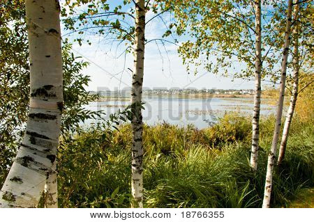 birch grove