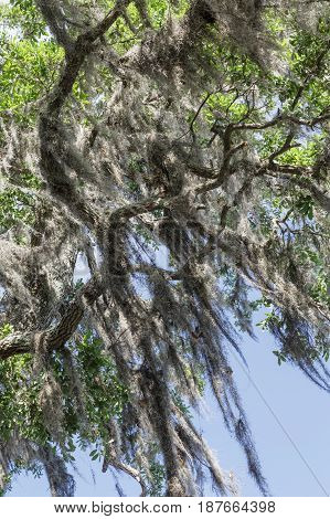 Spanish Moss Draping Over Oak Limbs under blue sky