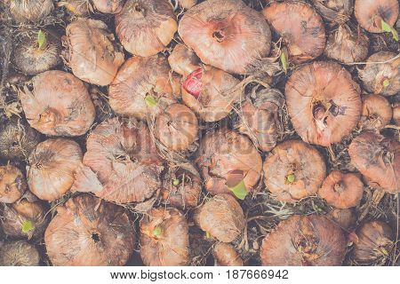 Lots Of Gladioli Bulbs In The Tray