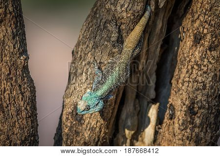 Southern Tree Agama In A Tree.