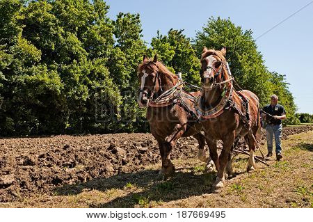 BASTIA, RAVENNA, ITALY - MAY 10: draft horses pulling the plow recalling the old farm work during the festival 