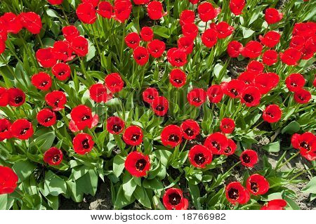 červená jarní tulipány nízký úhel
