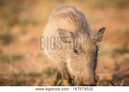 Close Up Of An Eating Warthog.