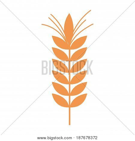 healthy wheat organ plant nutricious background, vector illustration