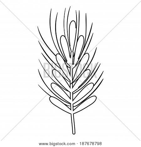 silhouette healthy wheat organ plant nutricious, vector illustration